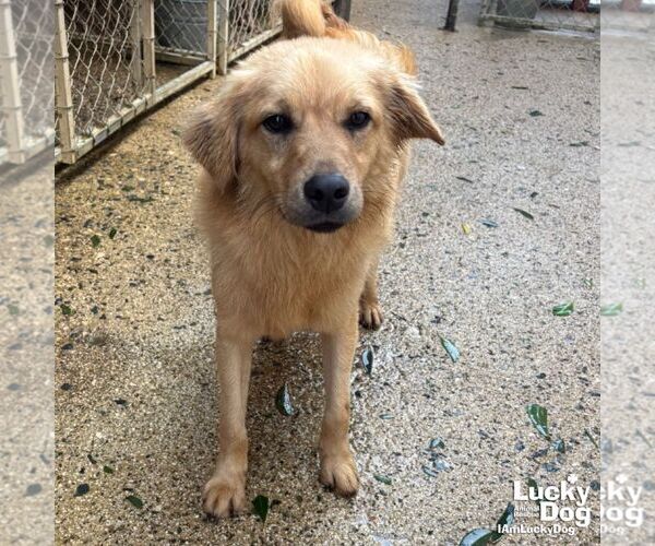 Medium Photo #4 Golden Retriever-Unknown Mix Puppy For Sale in Washington, DC, USA