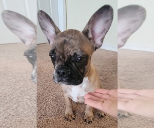 French Bulldog Puppy for sale in TAMPA, FL, USA