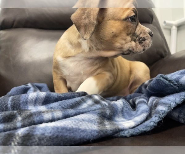 Medium Photo #59 American Bully Puppy For Sale in REESEVILLE, WI, USA