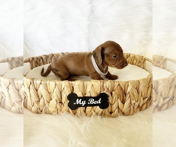 Medium Photo #4 Dachshund Puppy For Sale in DAVIS, CA, USA