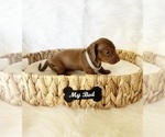 Small #3 Dachshund