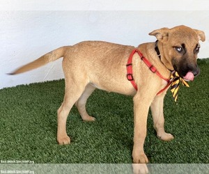 Maxine - Female Mutt Dog for Adoption - Photo #4
