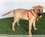 Small Photo #4 Mutt Puppy For Sale in San Diego, CA, USA
