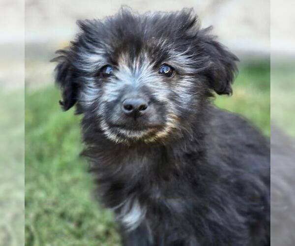 Medium Photo #2 Maltichon Puppy For Sale in San Diego, CA, USA