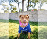 Small #16 American Pit Bull Terrier