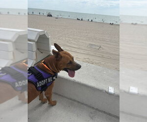 TANNER - Male Black Mouth Cur-Unknown Mix Dog for Adoption - Photo #4