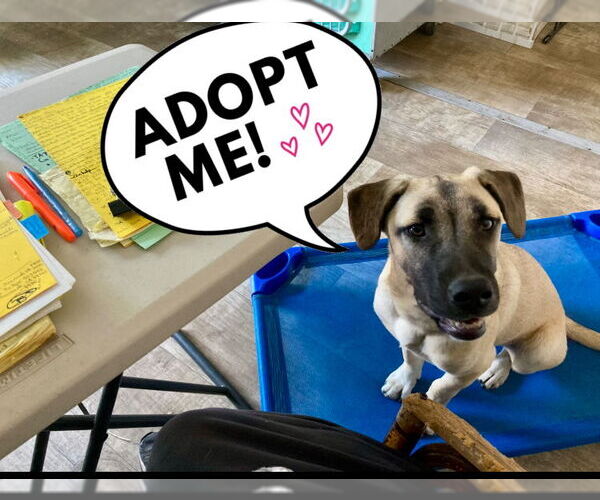 Medium Photo #2 Mutt Puppy For Sale in San Diego, CA, USA