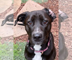 Great Dane-Labrador Retriever Mix Dogs for adoption in San Jose, CA, USA