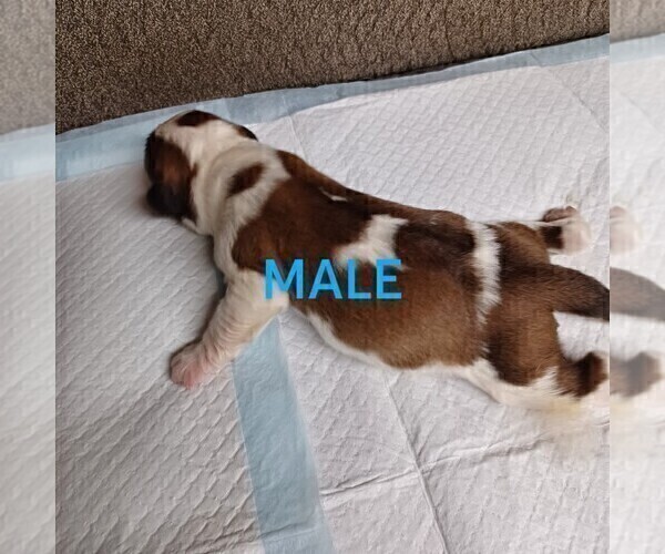Medium Photo #2 Saint Bernard Puppy For Sale in EDINBURG, PA, USA