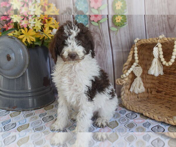Medium Photo #3 Poodle (Standard) Puppy For Sale in MONETT, MO, USA