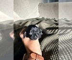 Puppy Honey Cocker Spaniel