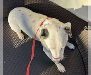 Chelsea - Female Beagle-Dalmatian Mix Dog for Adoption - Photo #5