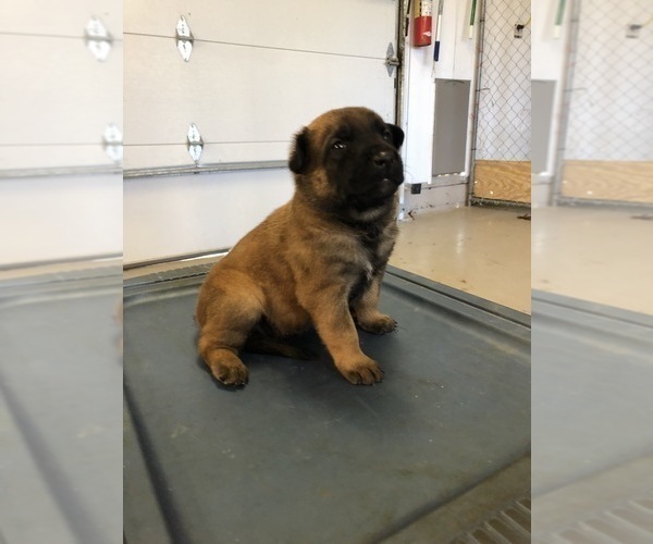 Medium Photo #5 Belgian Malinois Puppy For Sale in LABADIE, MO, USA