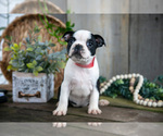Small Photo #15 Boston Terrier Puppy For Sale in MILLERSBURG, OH, USA
