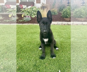 German Shepherd Dog Puppy for Sale in WOODBURN, Oregon USA