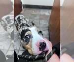 Small #2 Mutt