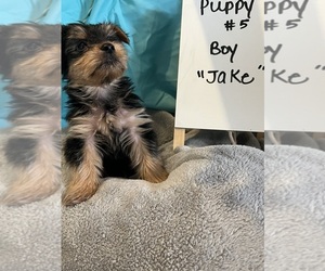 Yorkshire Terrier Puppy for sale in COLORADO SPRINGS, CO, USA