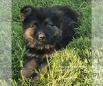 Small #10 German Shepherd Dog