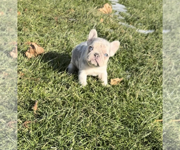 Medium Photo #10 French Bulldog Puppy For Sale in NAPPANEE, IN, USA