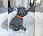 Small #1 French Bulldog