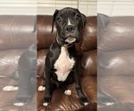 Puppy Saul Boxer