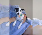 Small #1 Mutt