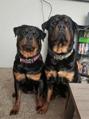 Mother of the Rottweiler puppies born on 12/01/2018