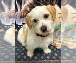 Small Petit Basset Griffon Vendeen