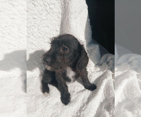 Medium Photo #3 Mutt Puppy For Sale in Oak Bluffs, MA, USA