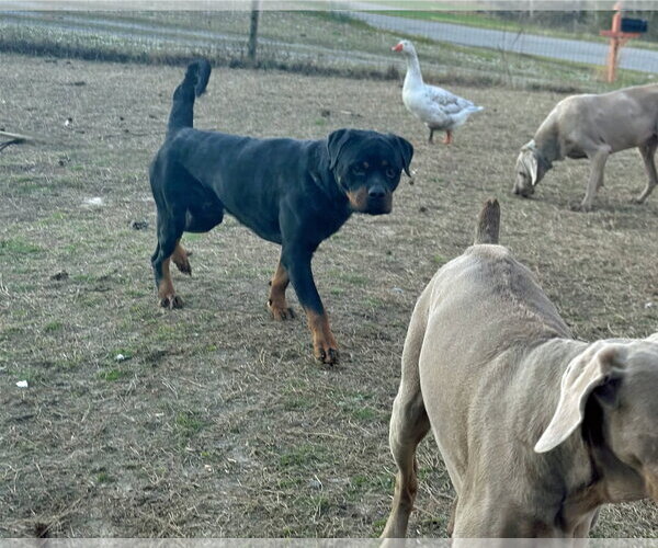 Medium Photo #9 Rottweiler Puppy For Sale in White Hall, AR, USA