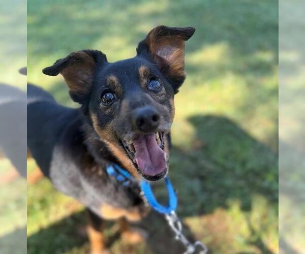 Medium Photo #1 Rat Terrier-Unknown Mix Puppy For Sale in Tallahassee, FL, USA