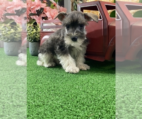 Medium Photo #2 Schnauzer (Miniature) Puppy For Sale in CANOGA, NY, USA