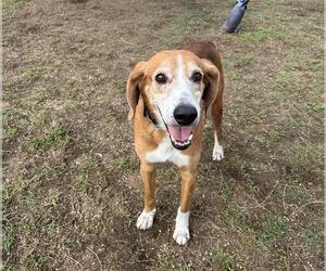 Mutt Dogs for adoption in Ocala, FL, USA