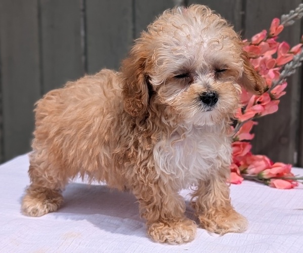 Medium Photo #7 Poodle (Miniature) Puppy For Sale in GOSHEN, IN, USA