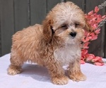 Small #6 Poodle (Miniature)