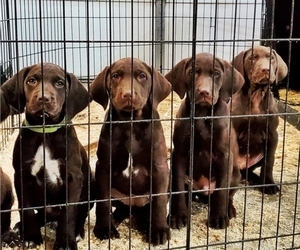 German Shorthaired Pointer-Labradoodle Mix Puppy for sale in MONTICELLO, MN, USA