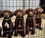 Small Photo #1 German Shorthaired Pointer-Labradoodle Mix Puppy For Sale in MONTICELLO, MN, USA