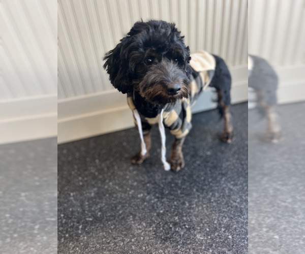 Medium Photo #71 Yorkipoo Puppy For Sale in WARSAW, IN, USA