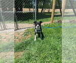 Small #1 Boston Terrier Mix