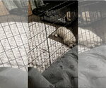 Small #3 Poodle (Miniature) Mix