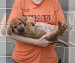 Small #4 Golden Shepherd