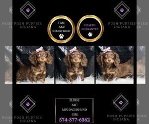 Dachshund Puppy for sale in WARSAW, IN, USA