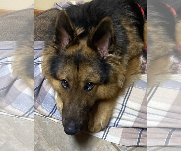 Medium Photo #3 German Shepherd Dog-Unknown Mix Puppy For Sale in Hillsboro, MO, USA