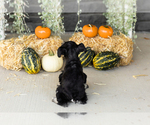 Small #3 Schnauzer (Miniature)