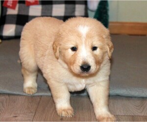 Golden Pyrenees Puppy for sale in CLAYTON, WA, USA