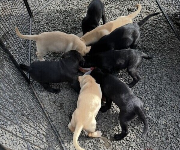 Medium Photo #8 Labrador Retriever Puppy For Sale in CHEHALIS, WA, USA