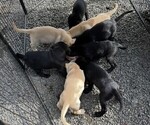 Small #7 Labrador Retriever