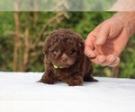 Small #4 ShihPoo