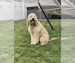 Goldendoodle Puppy for sale in RANDOLPH, NY, USA