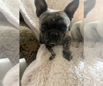 Small Photo #1 French Bulldog Puppy For Sale in MORENO VALLEY, CA, USA